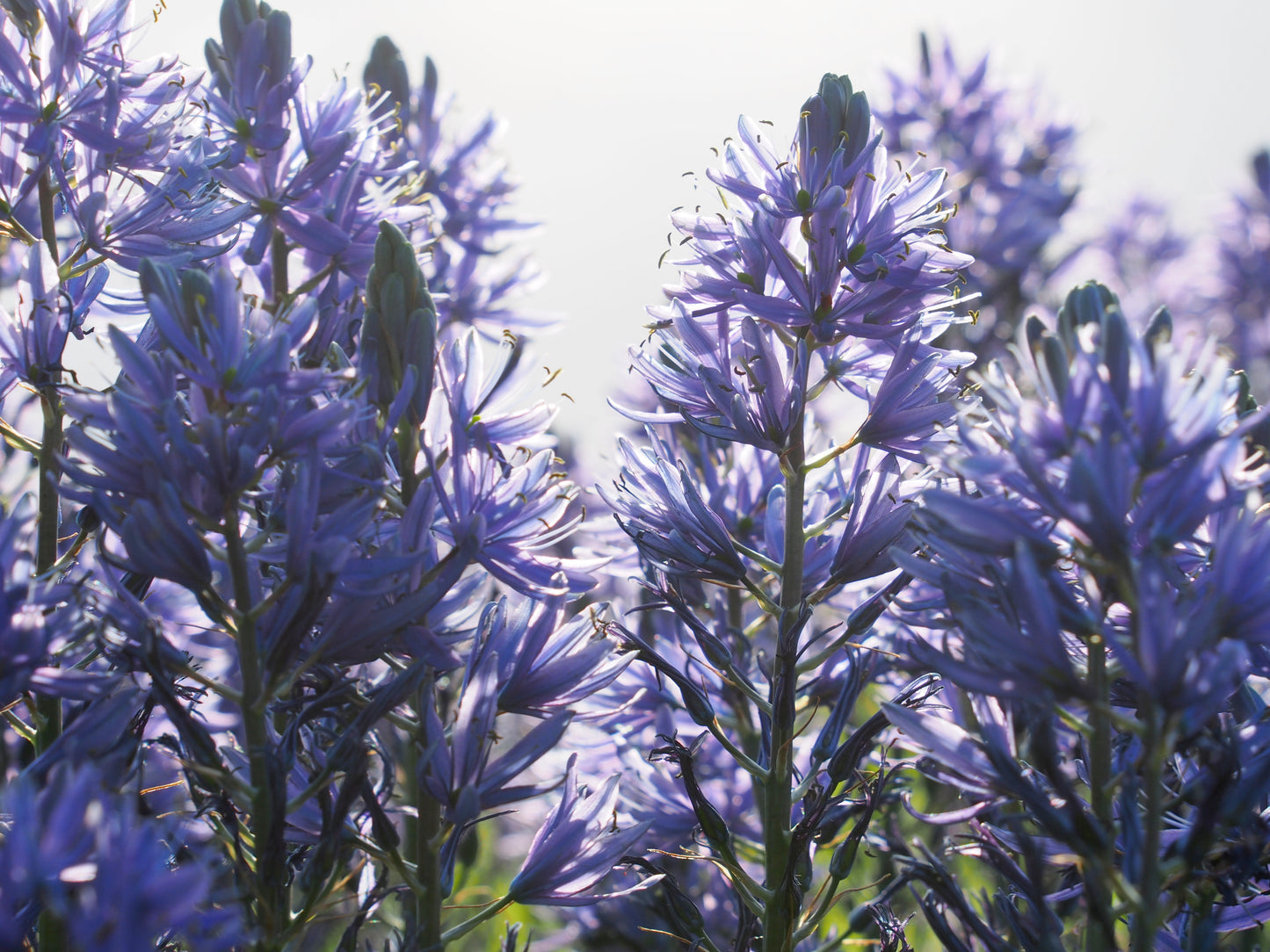 Camassia leichtlinii Caerulea