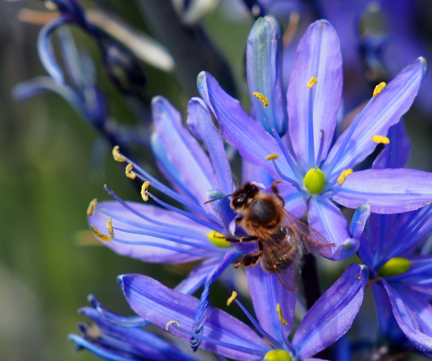 Camassia leichtlinii Caerulea