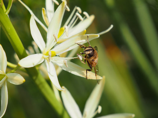 Camassia leichtlinii 'Sacajawea'