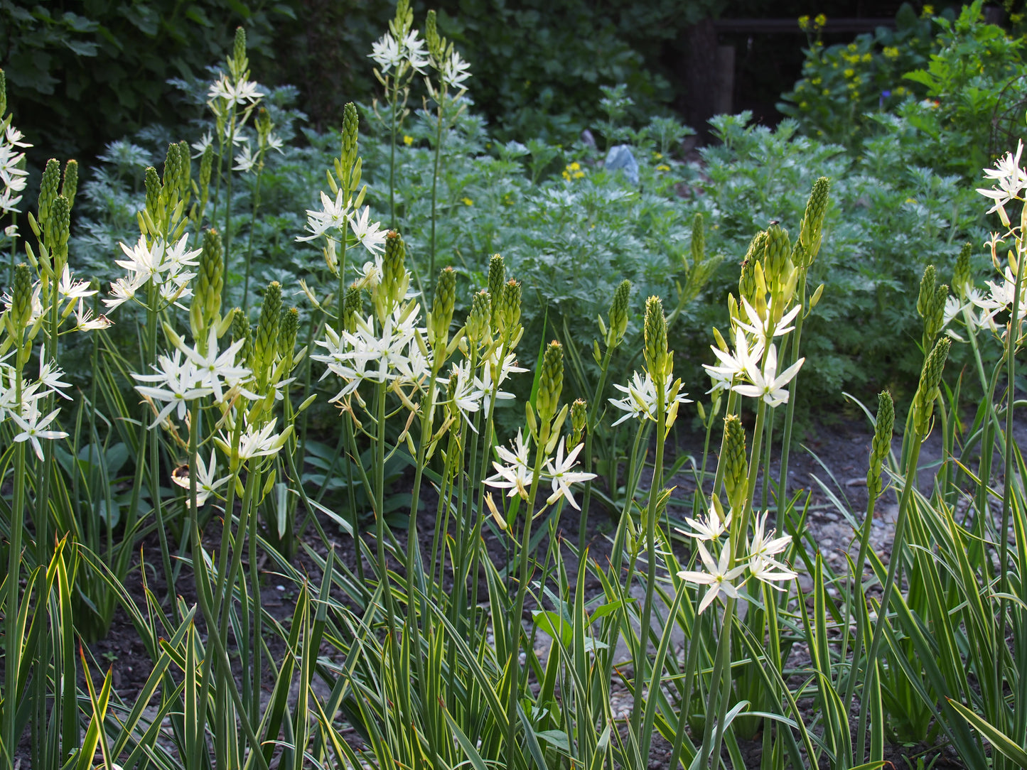 Camassia leichtlinii 'Sacajawea'