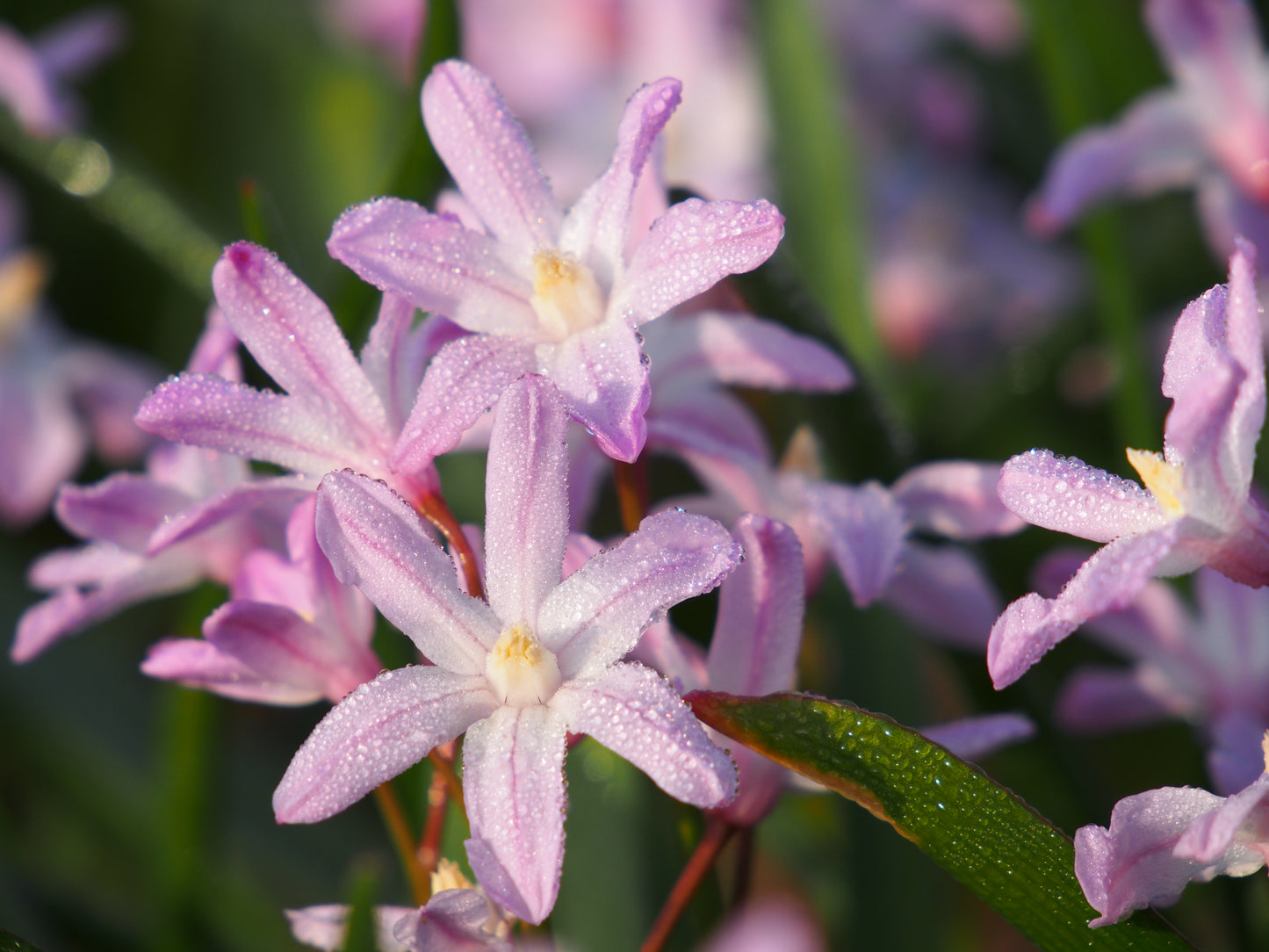 Chionodoxa forbessi 'Giant pink'