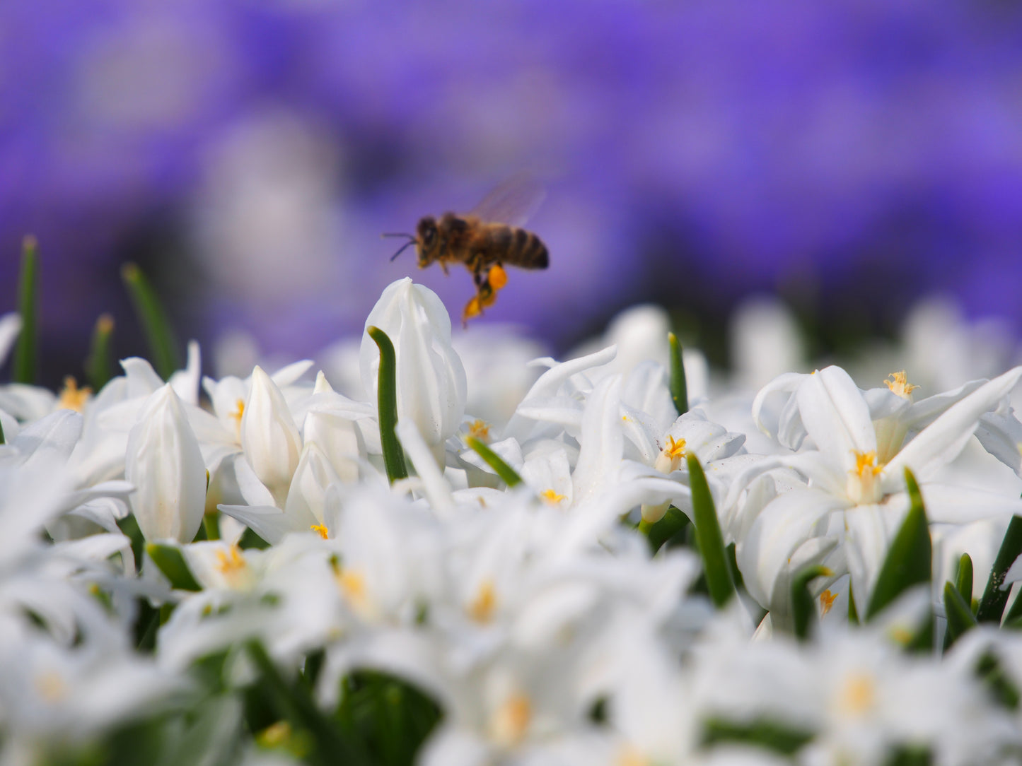 Chionodoxa luciliae 'Alba'