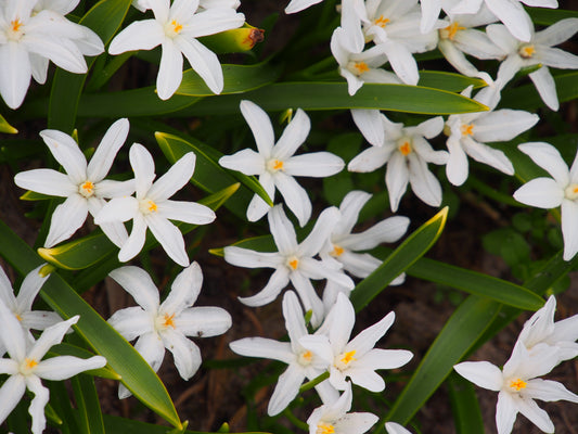 Chionodoxa luciliae 'Alba'