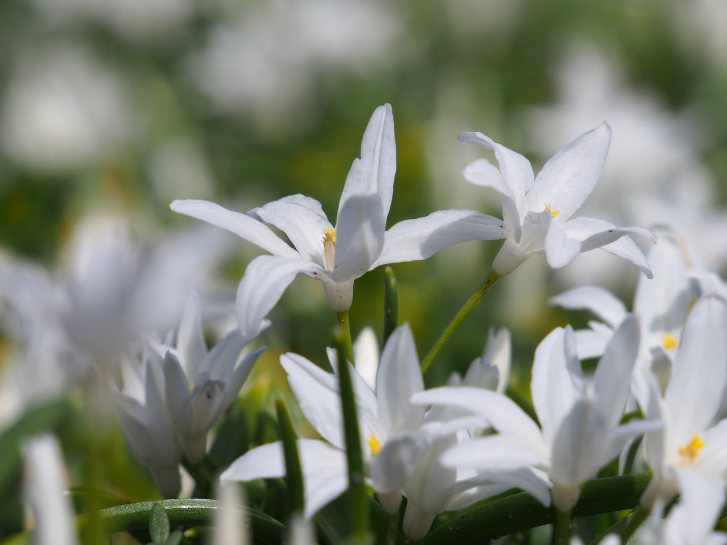 Chionodoxa luciliae 'Alba'