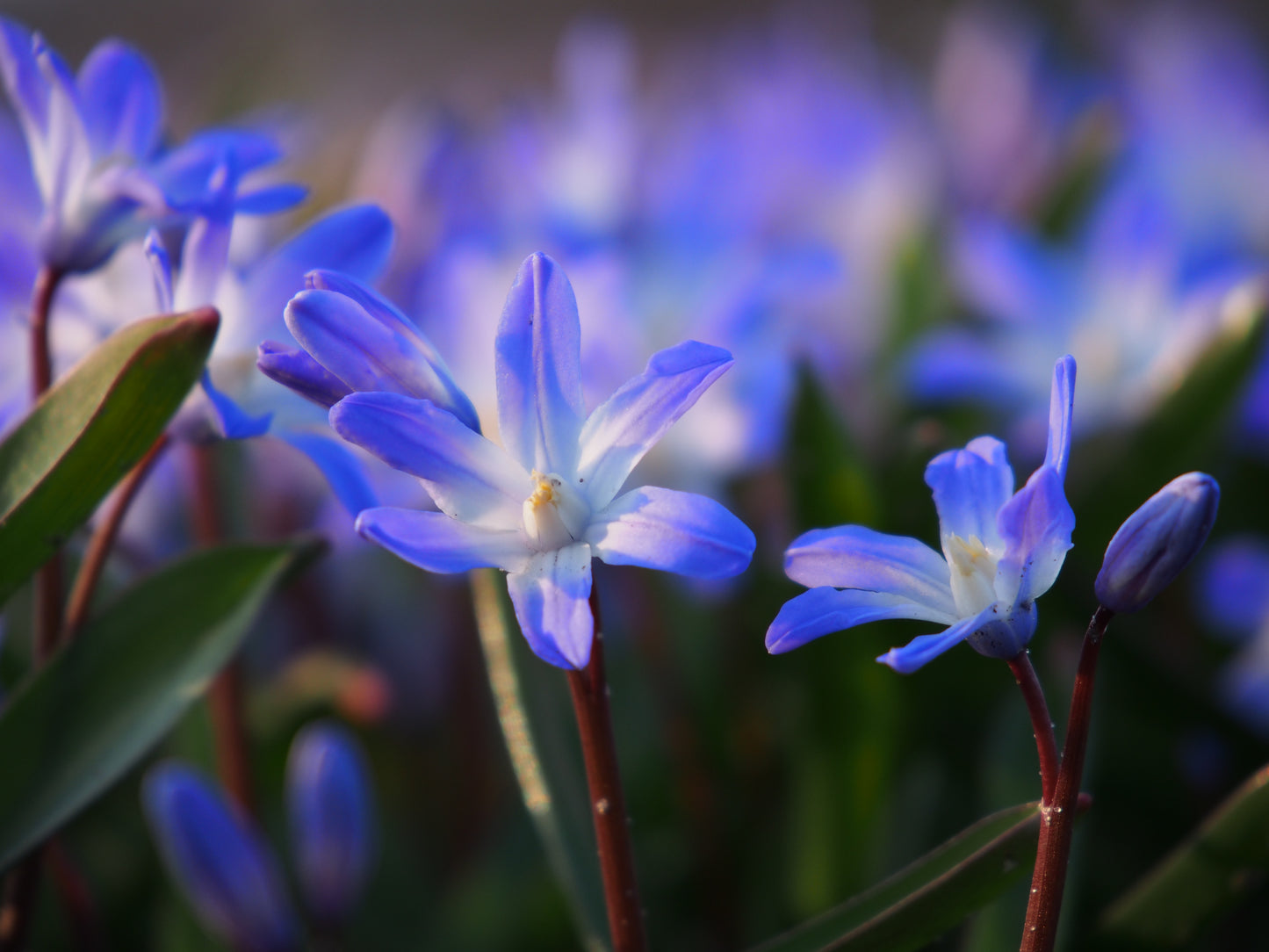 Chionodoxa forbesii 'Giant blue'