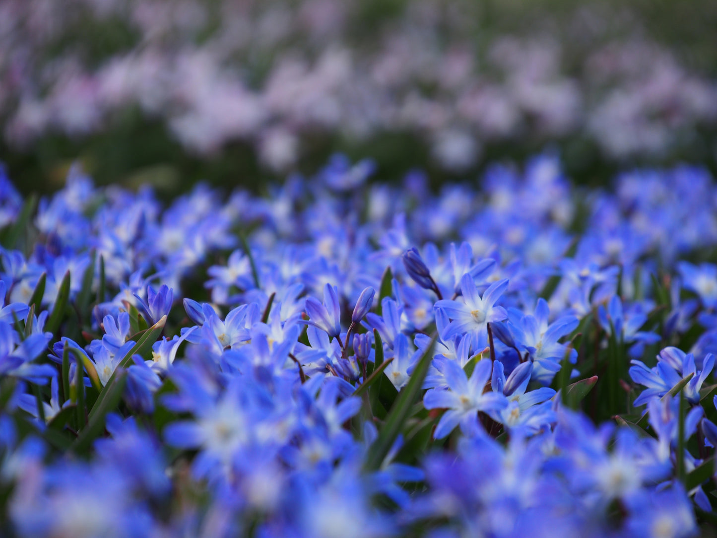 Chionodoxa forbesii 'Giant blue'