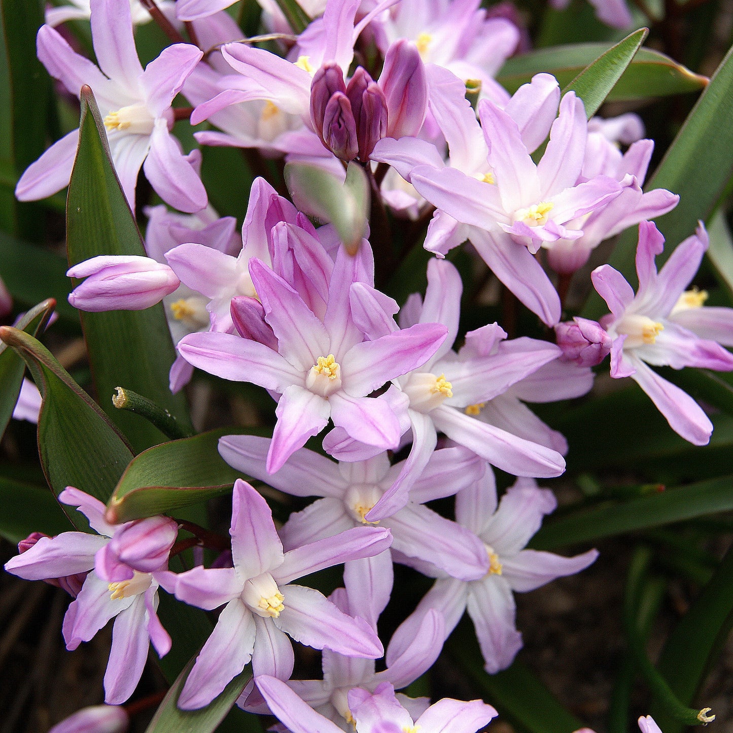 Chionodoxa forbessi 'Giant pink'