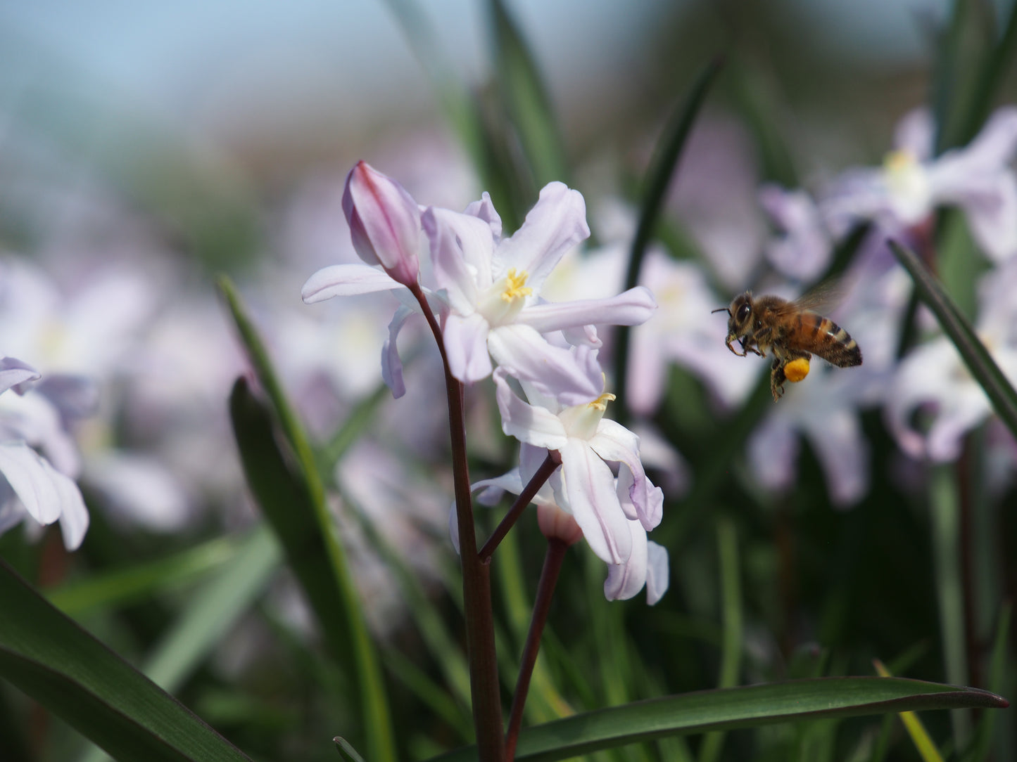 Chionodoxa forbessi 'Giant pink'