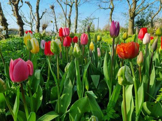 NEW: Tulip cut flower mixture