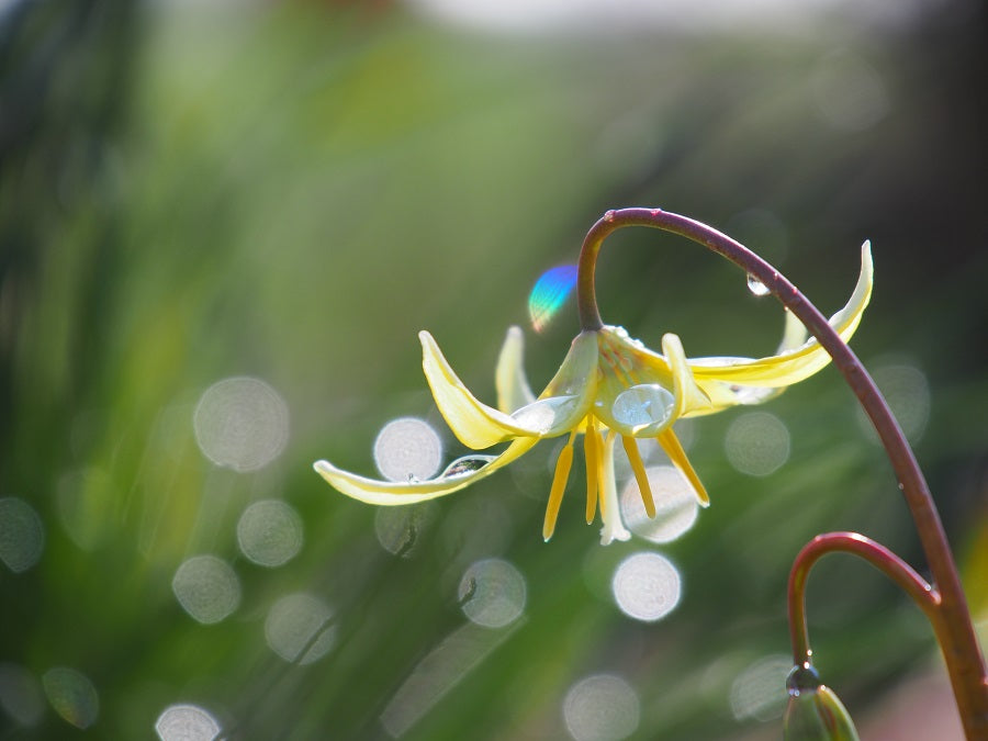 Erythronium 'Pagoda'