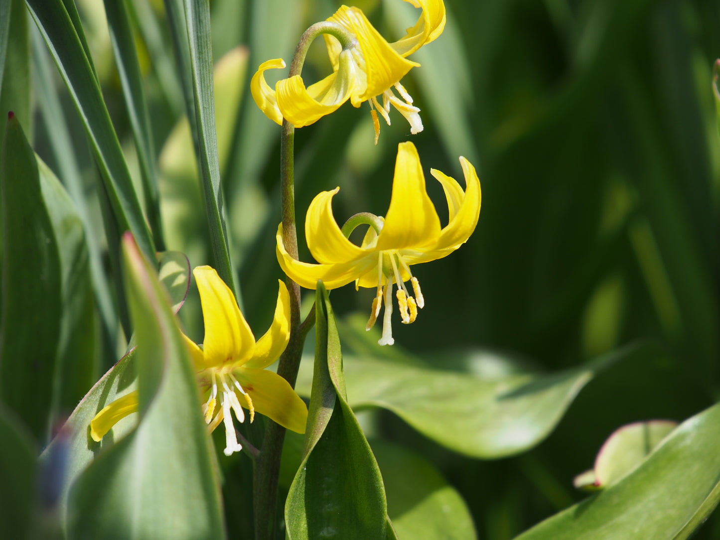 Erythronium 'Pagoda'