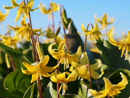 Erythronium 'Pagoda'