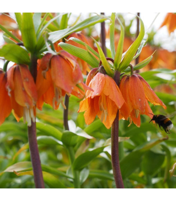 Fritillaria 'Early Dream', 10 stuks