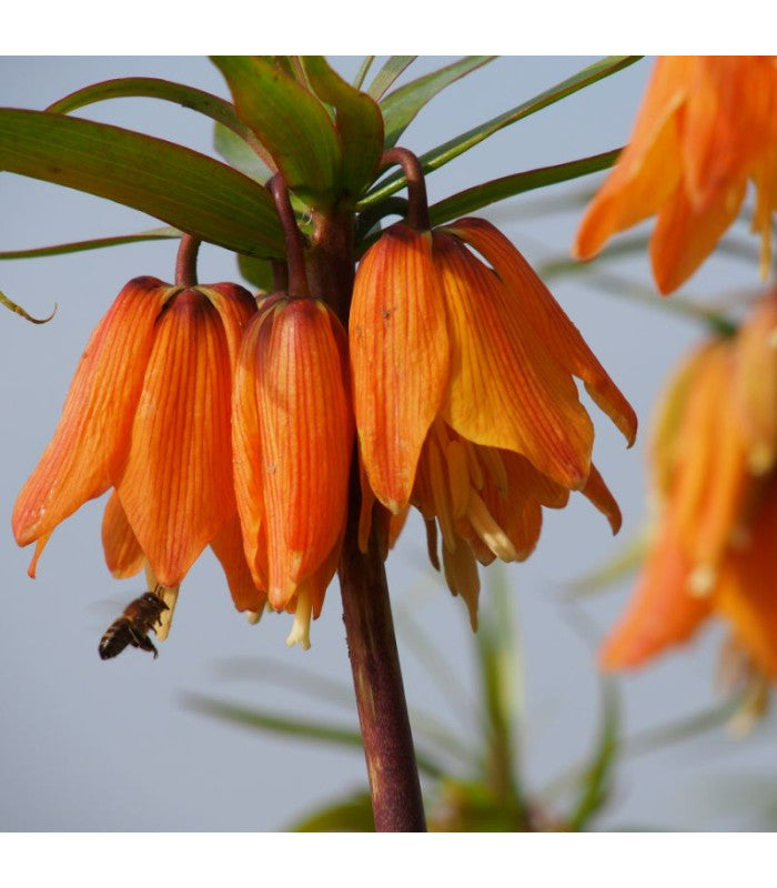 Fritillaria 'Sunrise', 10 pcs