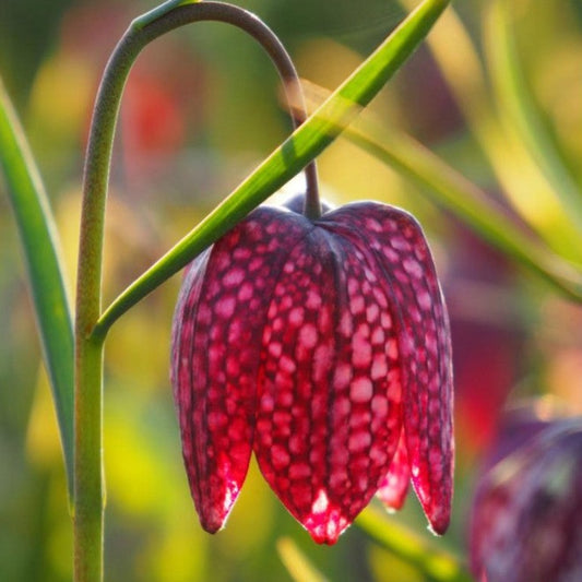 Fritillaria meleagris