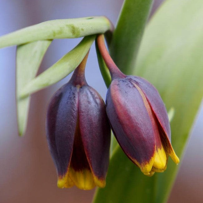 Fritillaria Uva Vulpis