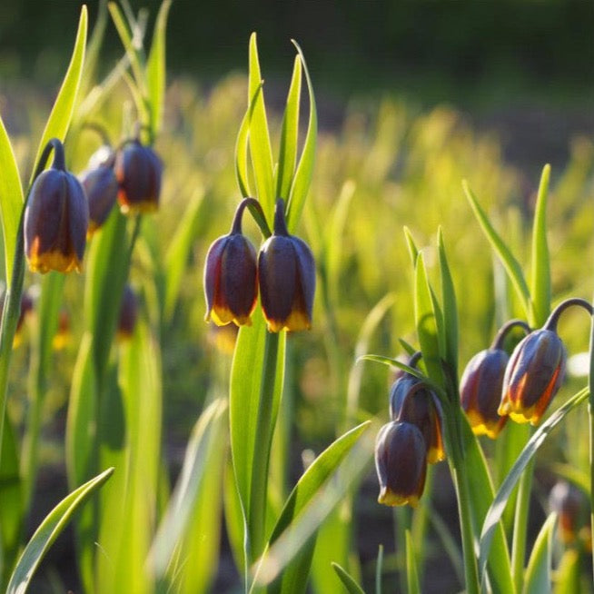 Fritillaria Uva Vulpis