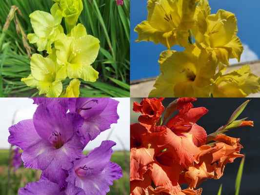 Gladiolus Mixture - NEW