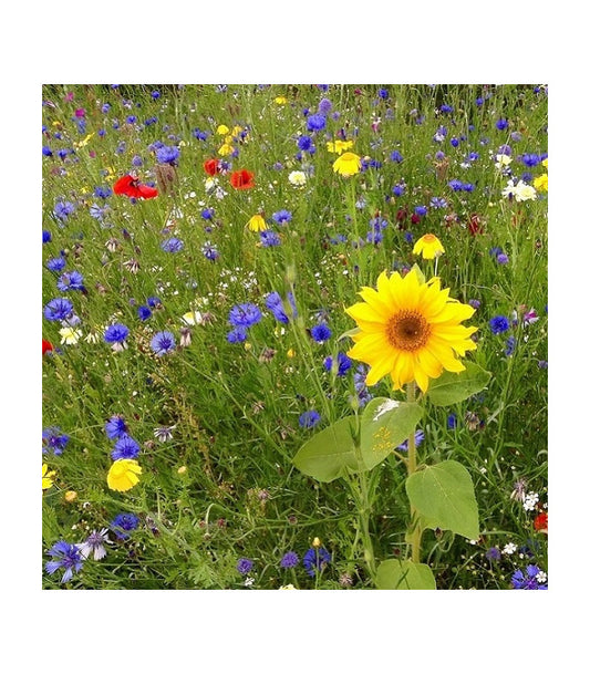 Colourful flowers, mixture of seeds, 10 gram