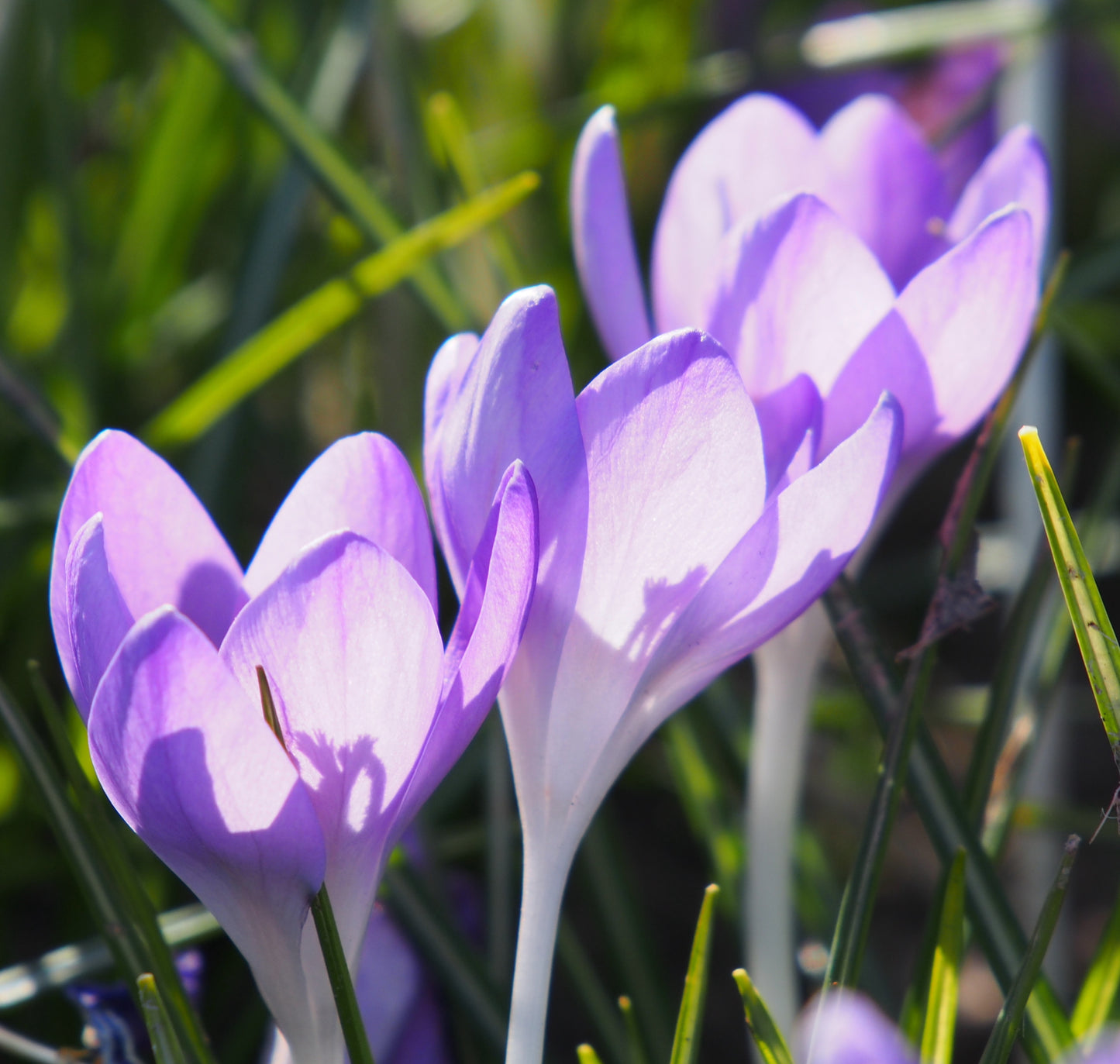 Crocus 'Barr's purple'