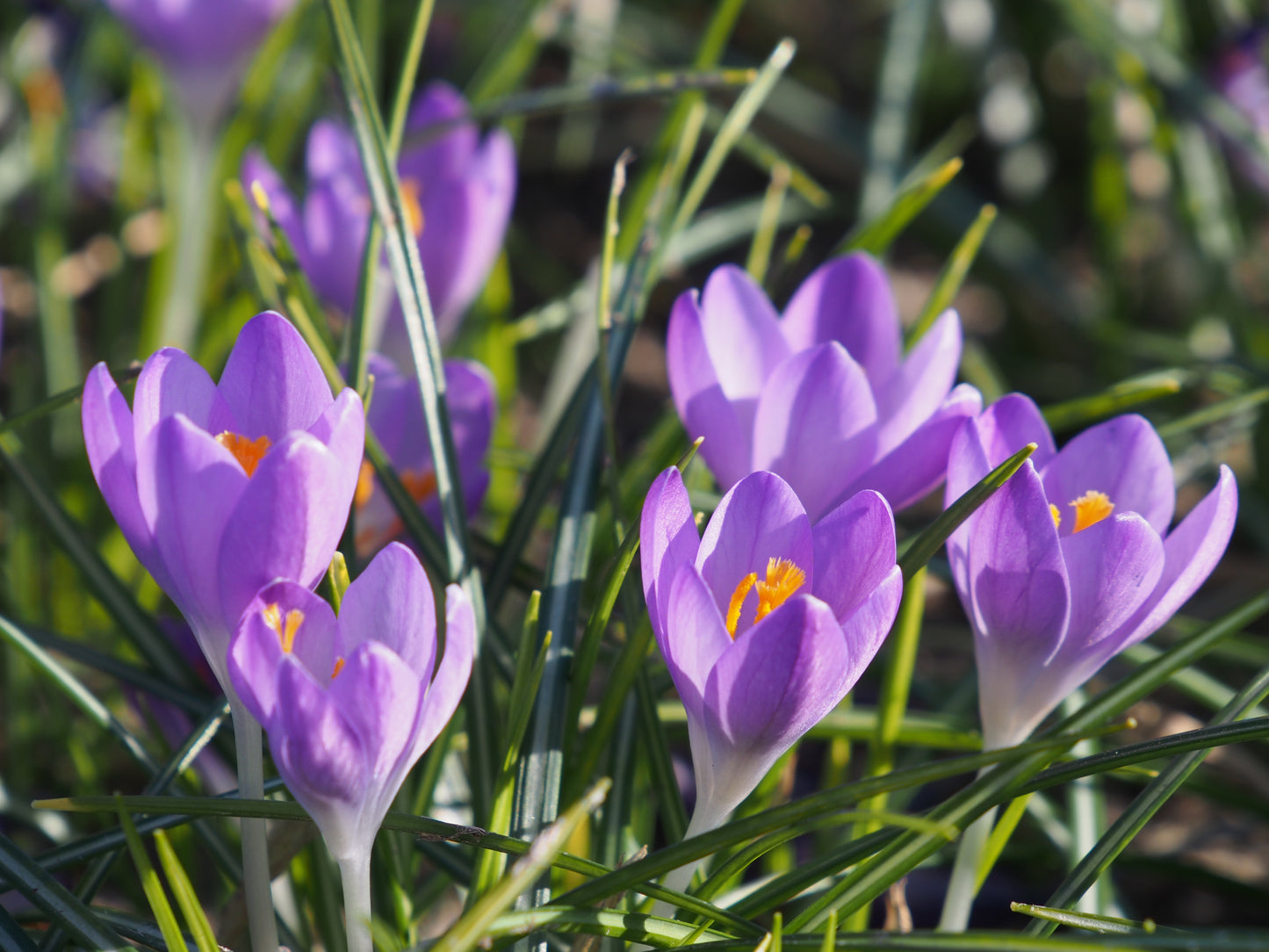 Crocus 'Barr's purple'