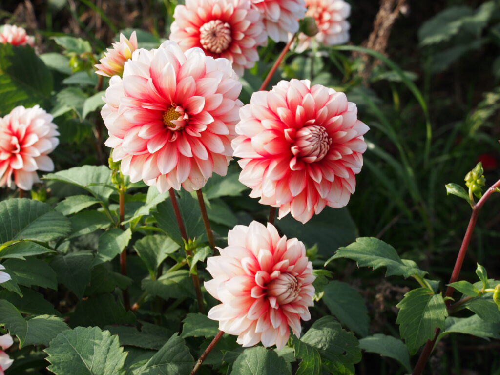 Dahlia Larry's Love, 5 pcs