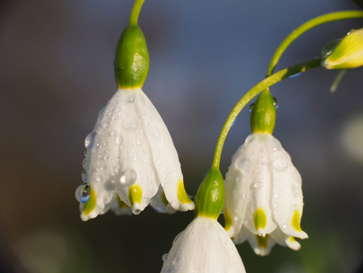 Leucojum aestivum 'Gravetye Giant'