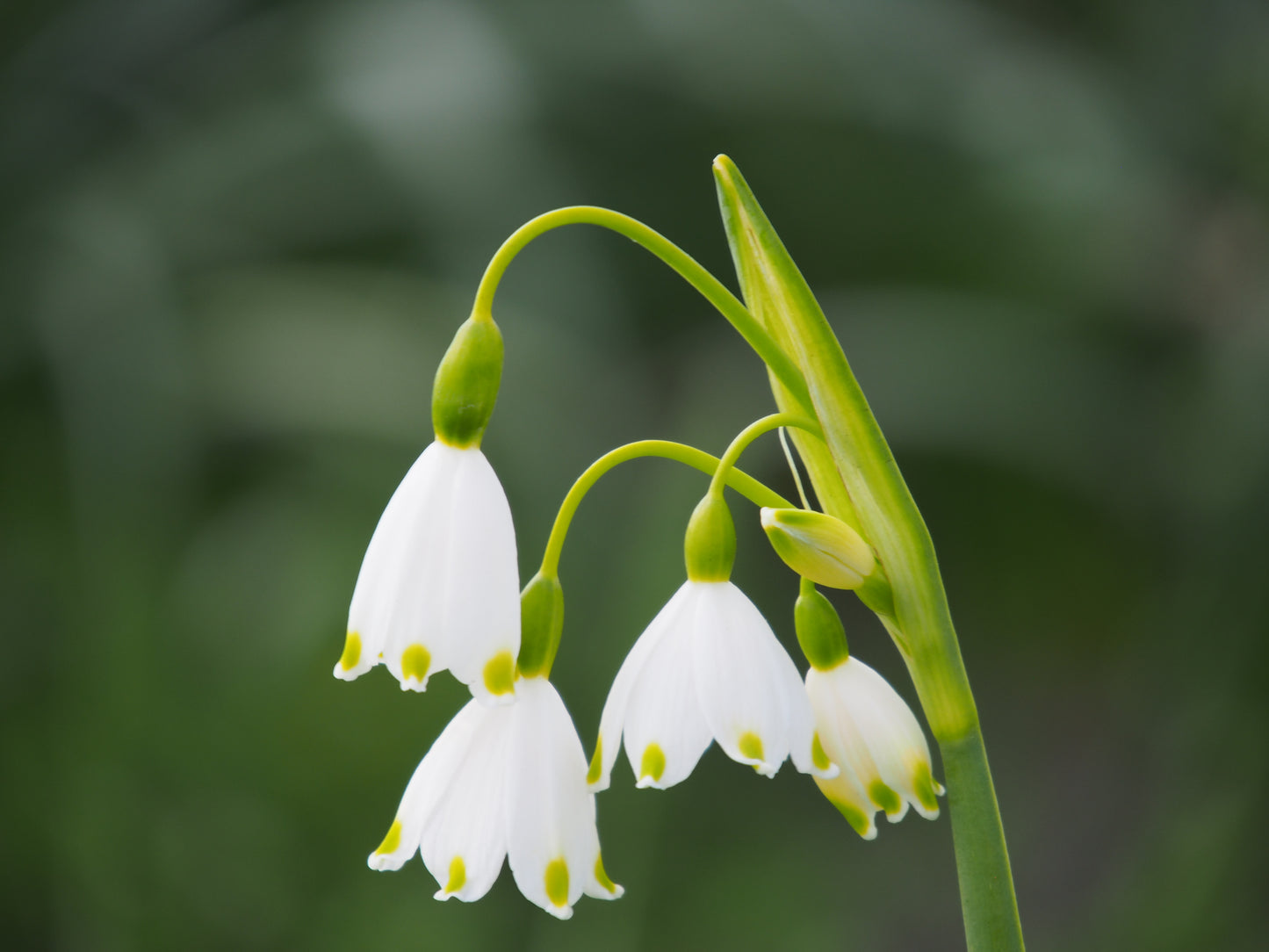 Leucojum aestivum 'Gravetye Giant'