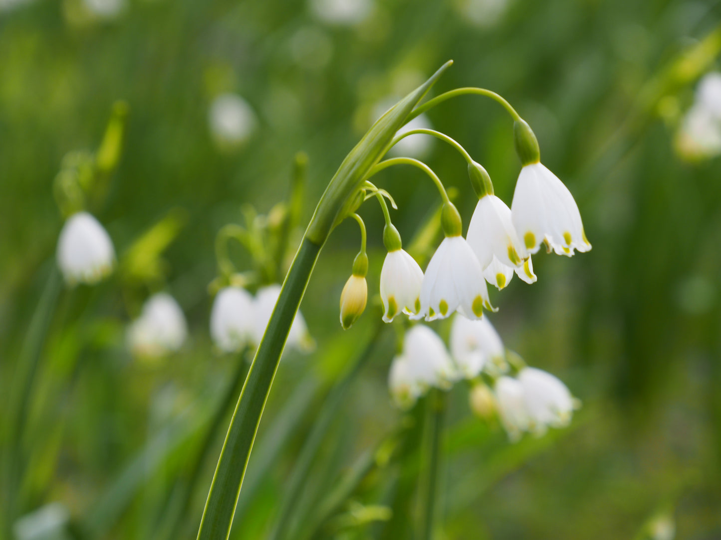 Leucojum aestivum 'Gravetye Giant'