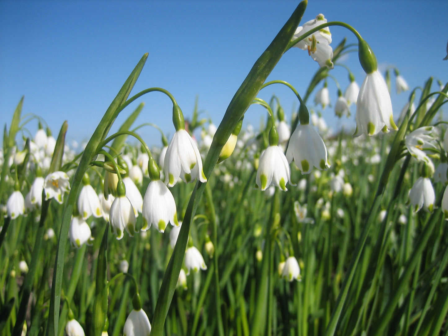 Leucojum aestivum 'Gravetye Giant'