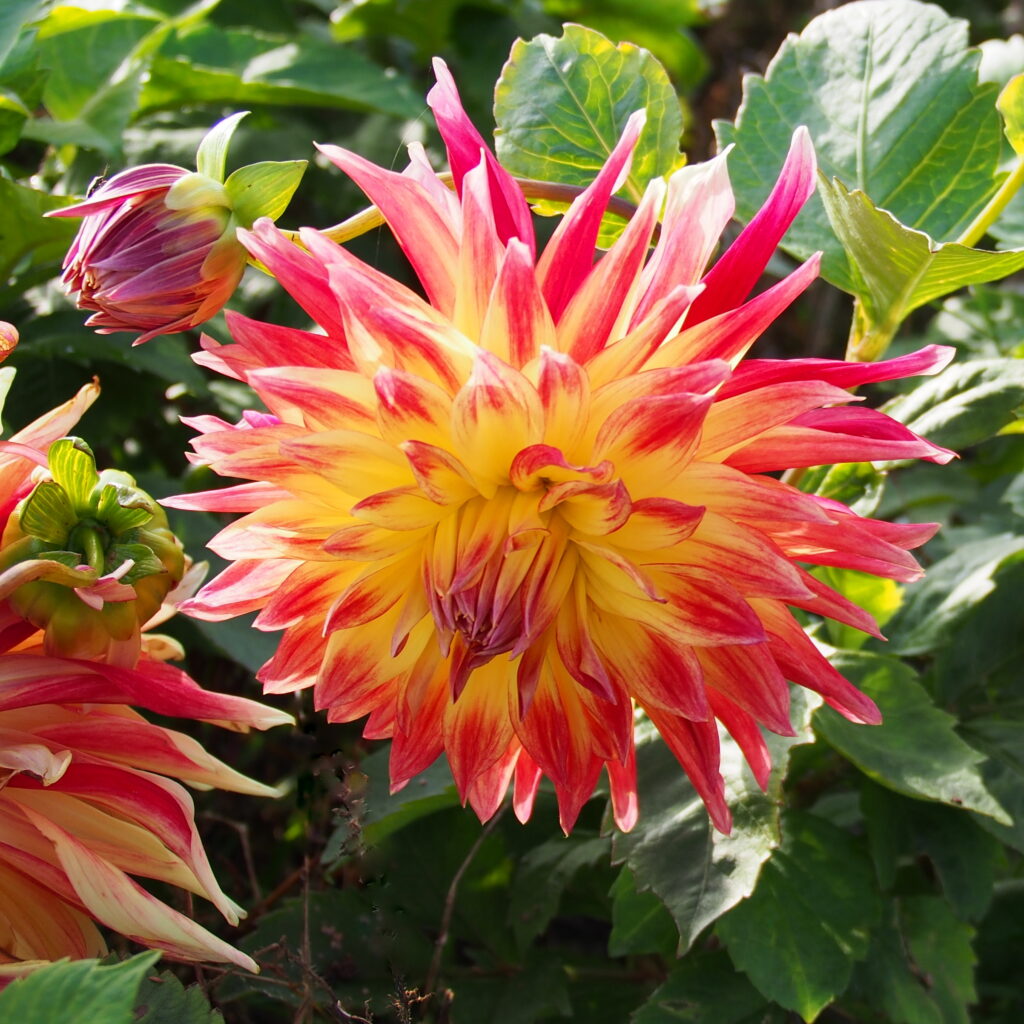 Dahlia Manhattan Island, 5 pcs