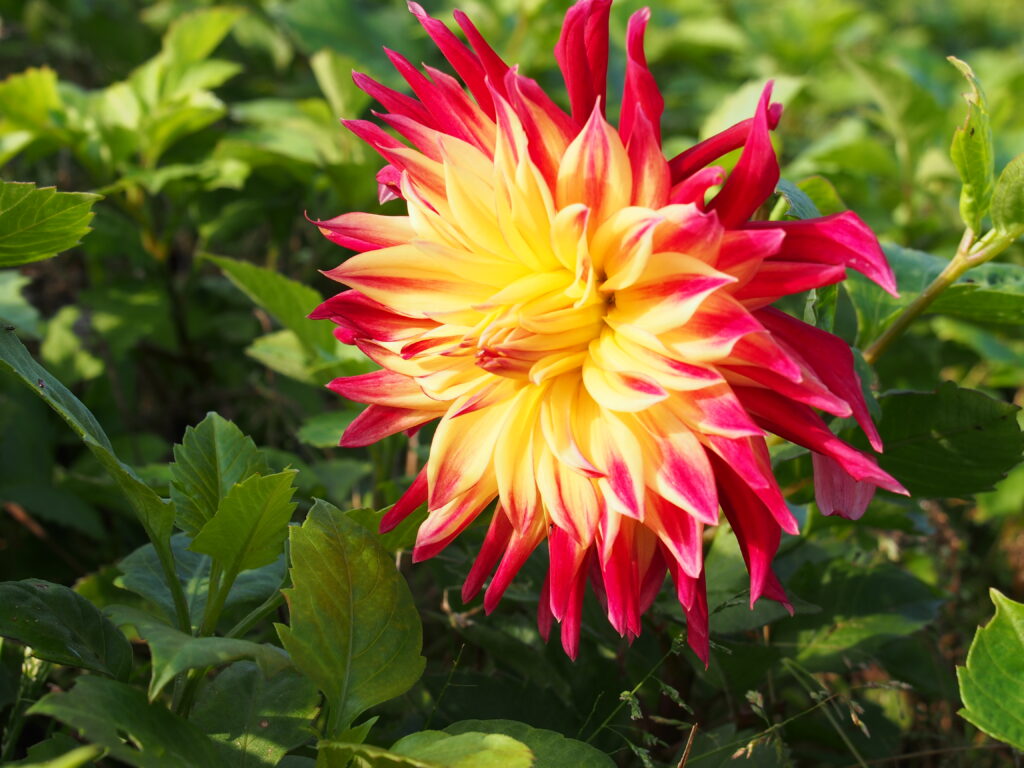 Dahlia Manhattan Island, 5 pcs