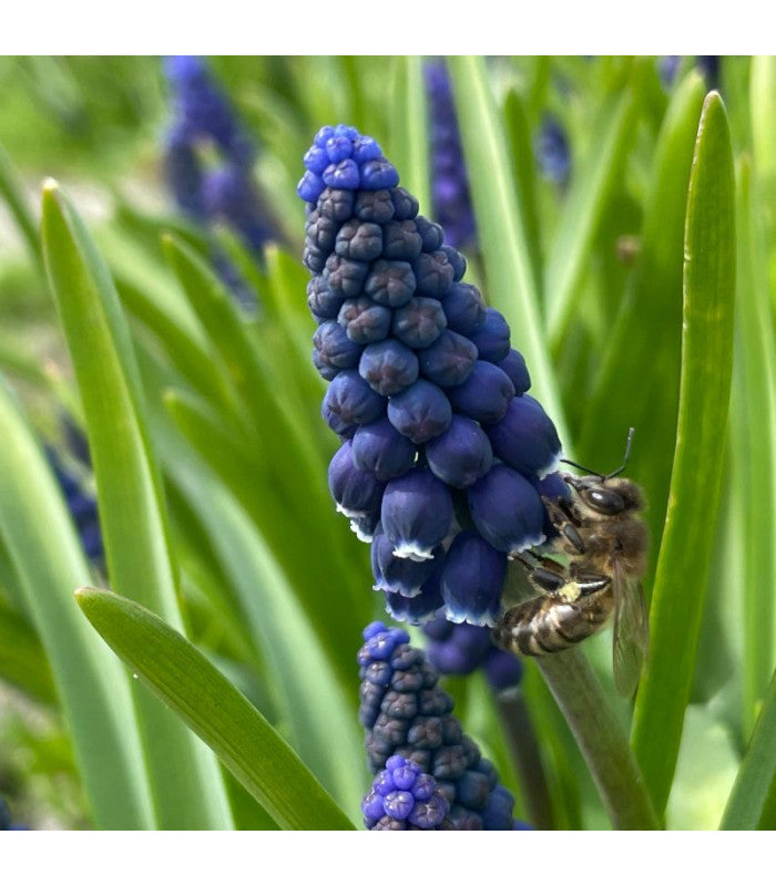 Muscari armeniacum 'Joyce Spirit'