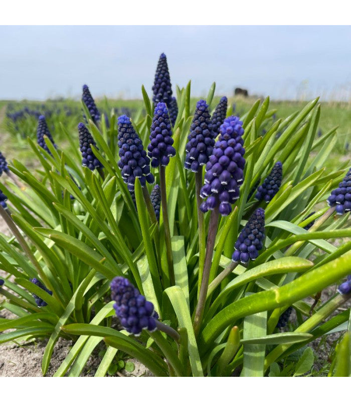 Muscari armeniacum 'Joyce Spirit'