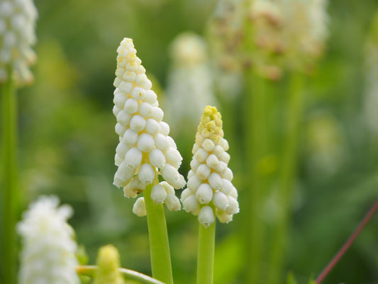 Muscari botryoides 'Album' (grape hyacinth)