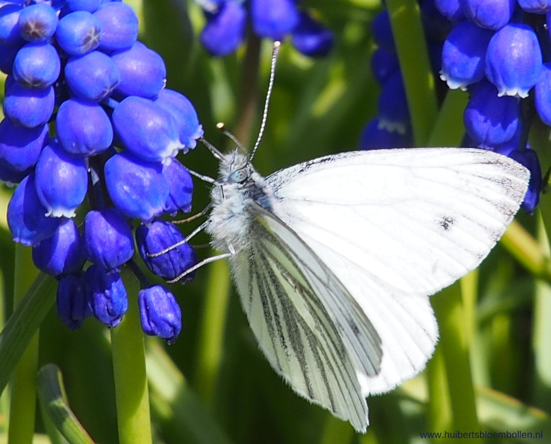 Muscari armeniacum (grape hyacinth)