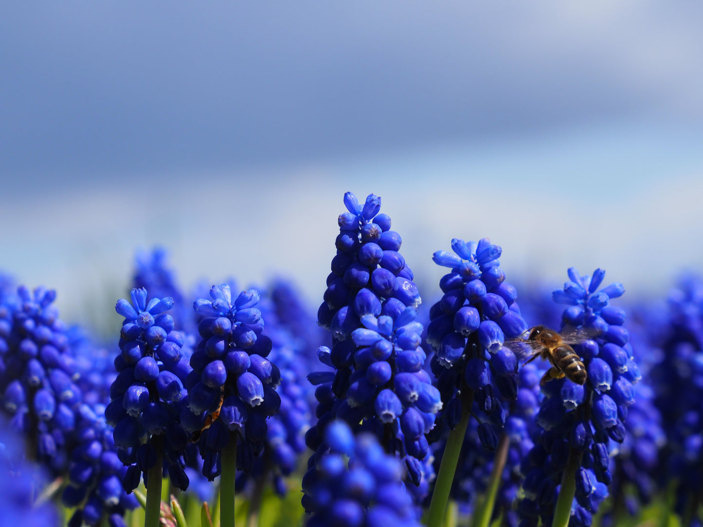 Muscari armeniacum (grape hyacinth)