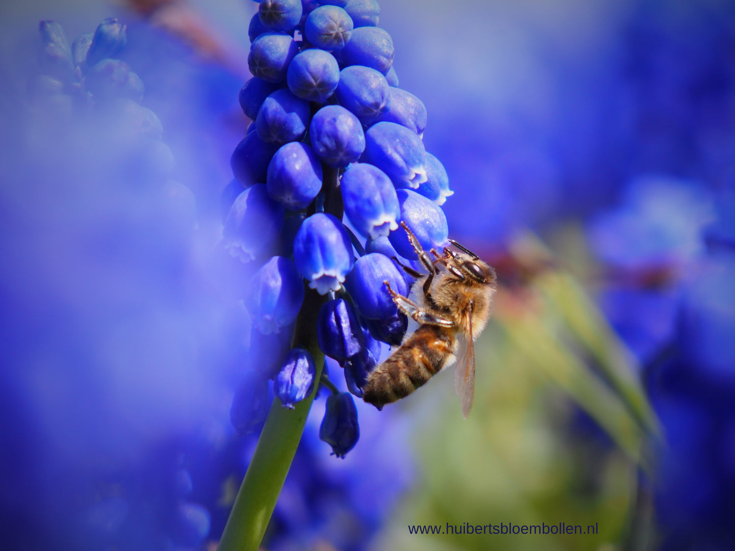 Muscari armeniacum (grape hyacinth)