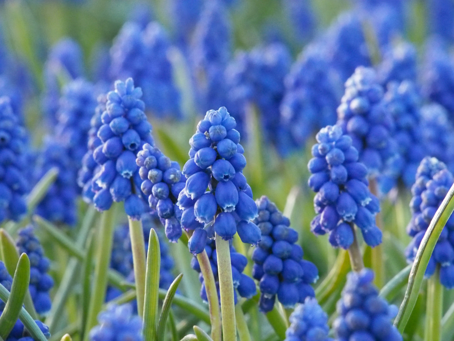 Muscari armeniacum (grape hyacinth)