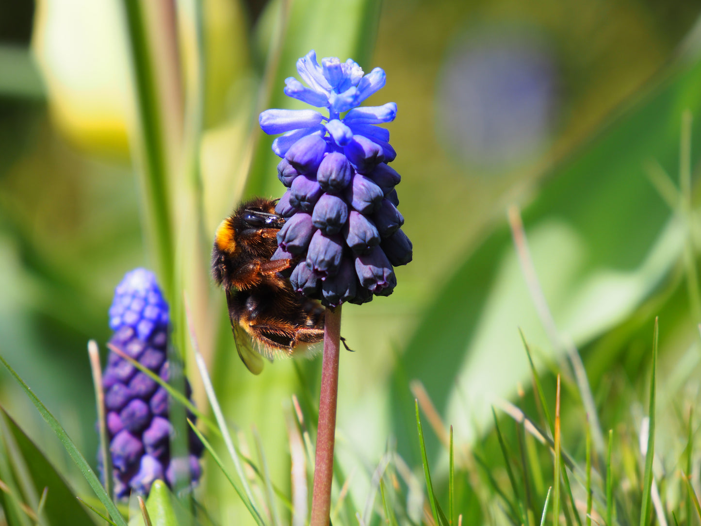 Muscari armeniacum latifolium (grape hyacinth)