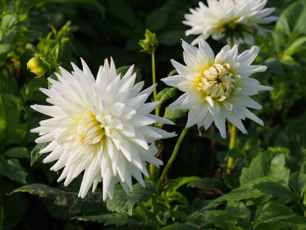 Dahlia My Love, 5 pcs