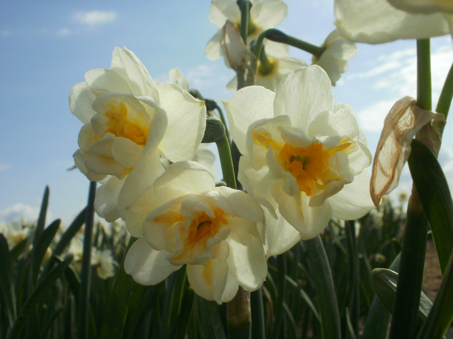 Daffodil Bridal Crown