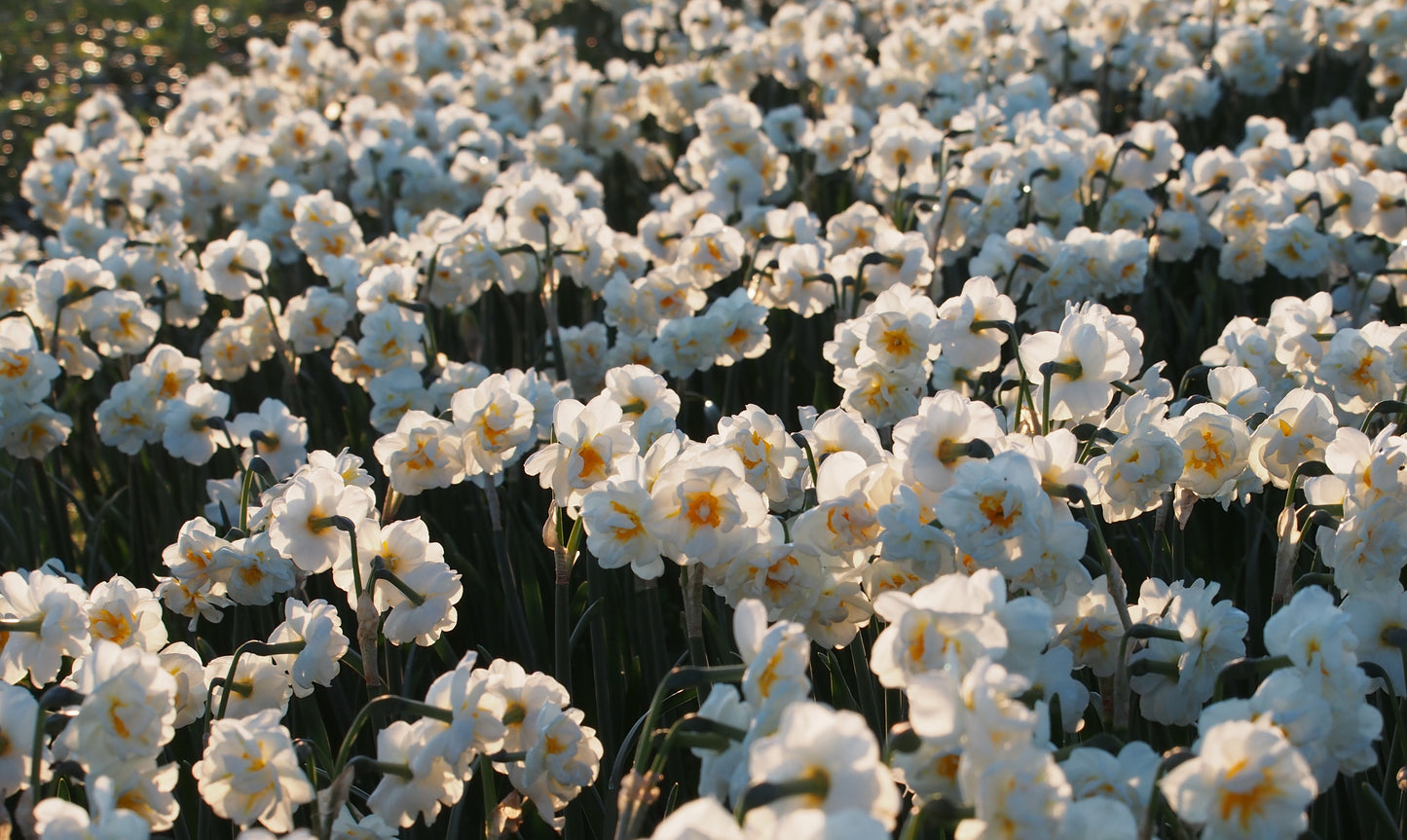 Daffodil Bridal Crown