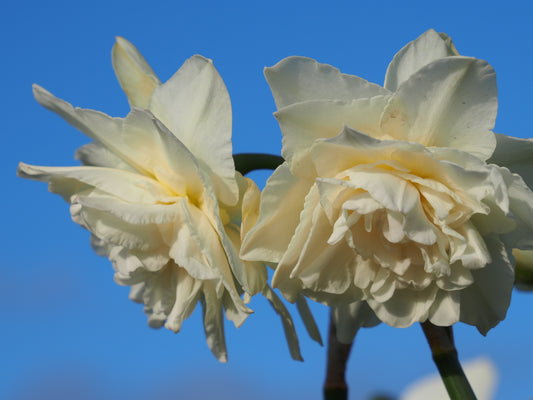 Daffodil 'Calgary'