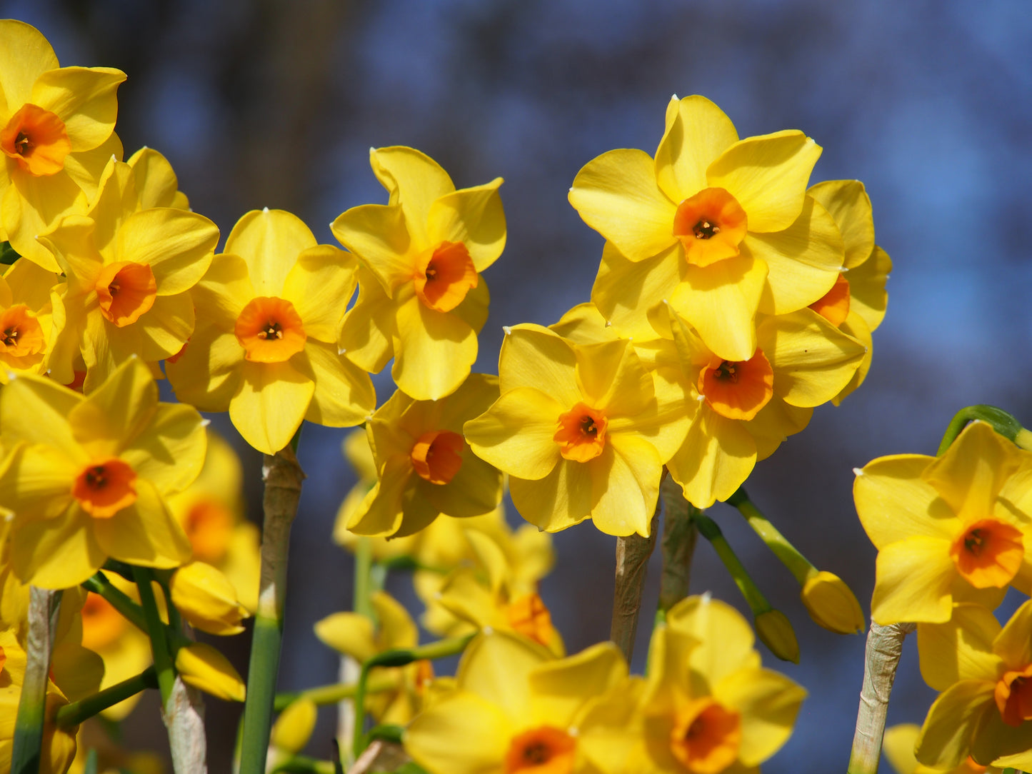 Daffodil Martinette