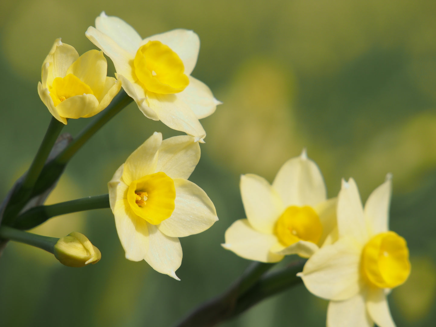 Daffodil 'Minnow'