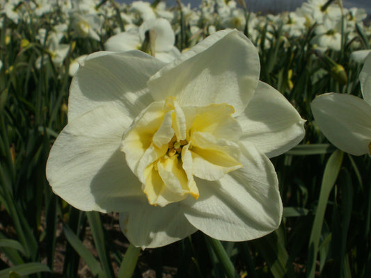 Daffodil 'Papillon blanc'