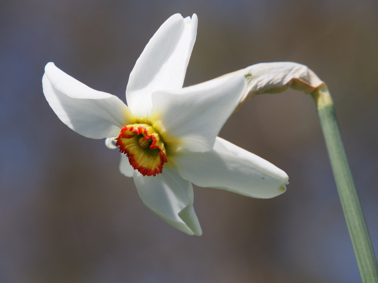 Daffodil 'Recurvus'