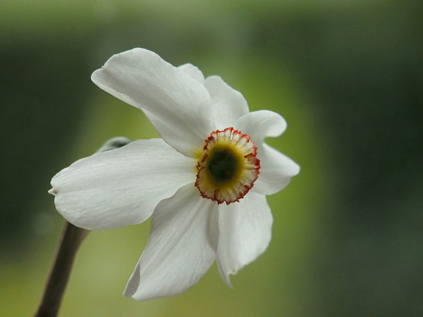 Daffodil 'Recurvus'