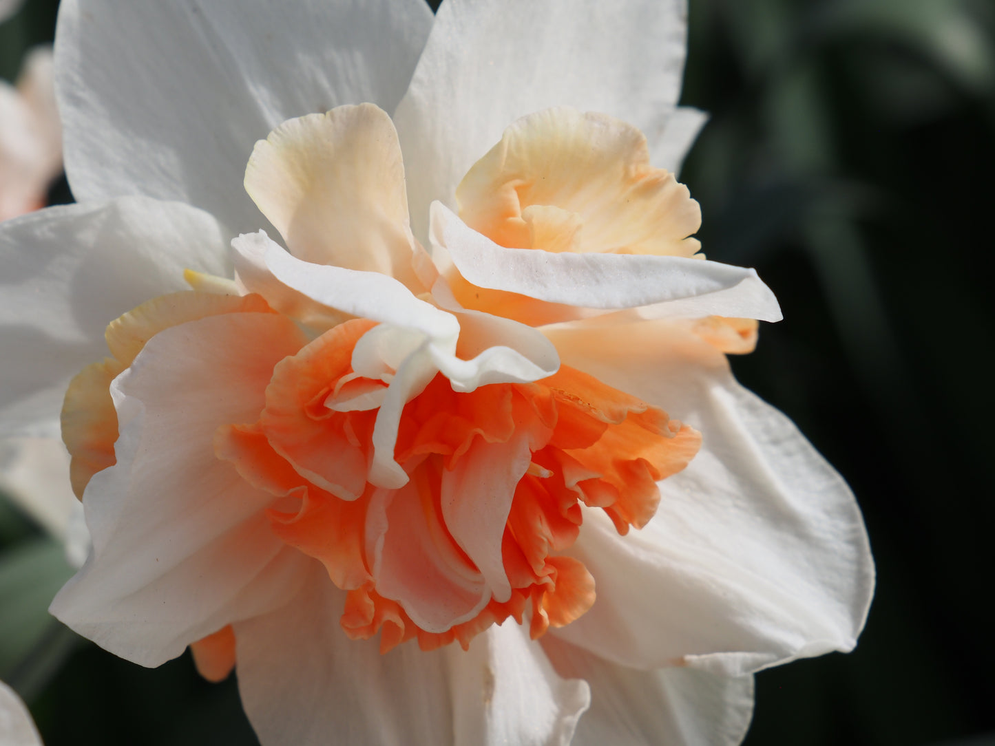 Daffodil 'Replete'